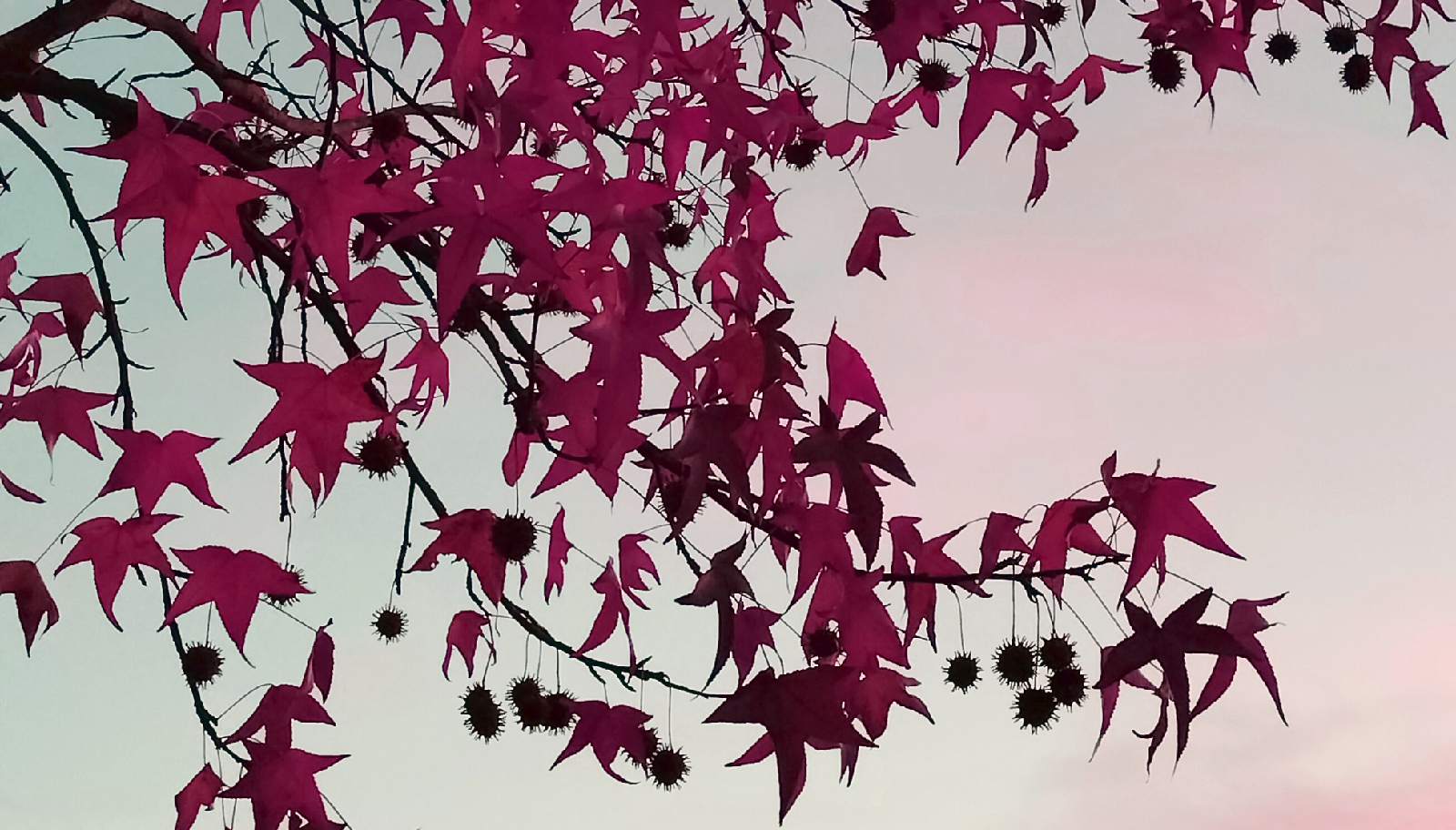 Fotografía del color de las hojas en Celrà
